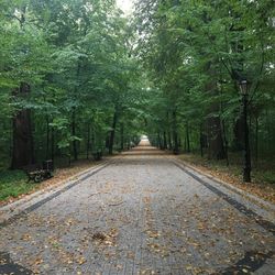 Road amidst trees in forest