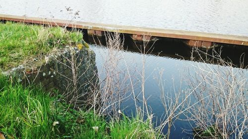 Plants in water