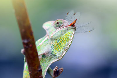 Close-up of lizard