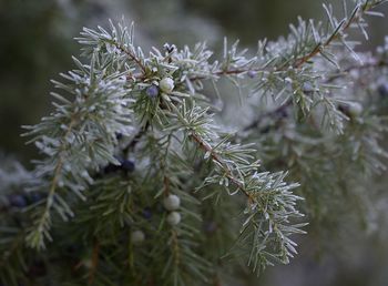 Close-up of pine tree during winter