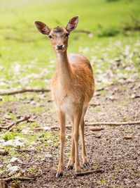 Portrait of deer standing on field