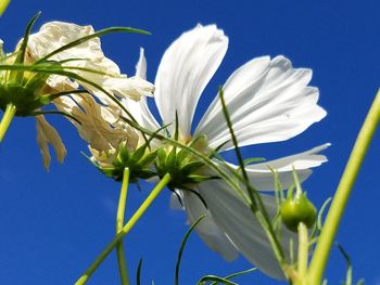 Close-up of white flowers against clear blue sky