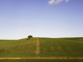 Scenic view of agricultural field against sky