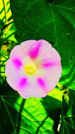 Close-up of pink rose flower