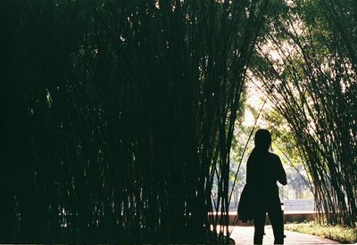 Man standing by tree in forest