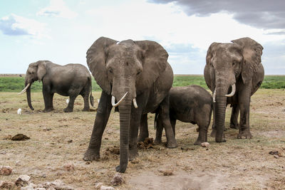 Elephants and calf on field against sky