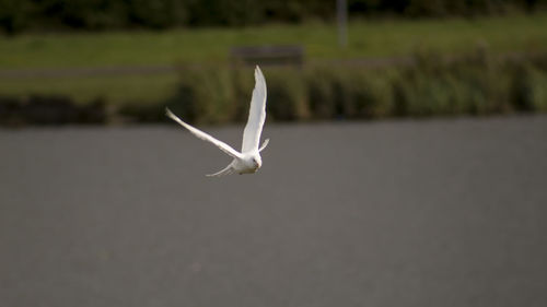 Close-up of a bird flying