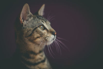 Close-up of a cat looking away