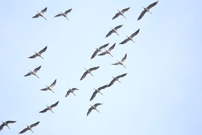 Low angle view of birds flying against clear sky