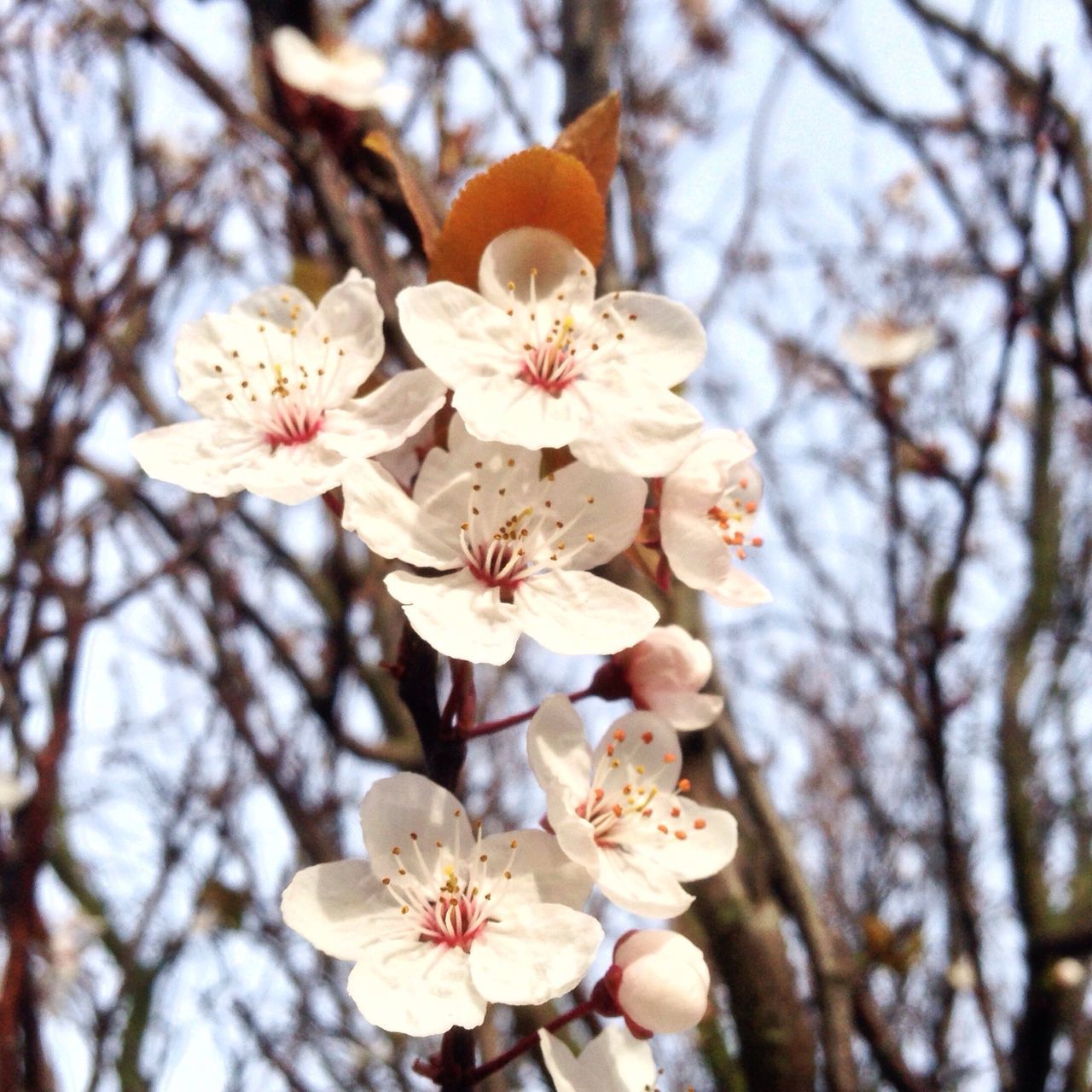 flower, freshness, tree, branch, growth, fragility, cherry blossom, beauty in nature, blossom, petal, cherry tree, nature, focus on foreground, low angle view, fruit tree, in bloom, close-up, twig, apple tree, springtime