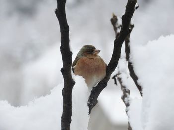 Bird perching on snow covered tree