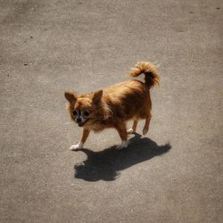 High angle view of brown dog on road during sunny day