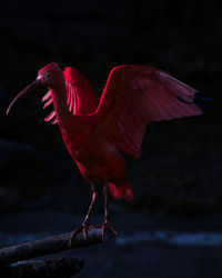 Close-up of a bird flying over water