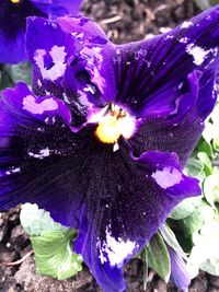 Close-up of purple flowers