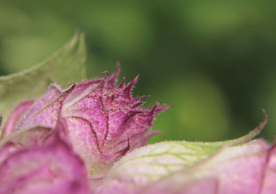 Close-up of water drops on pink flower