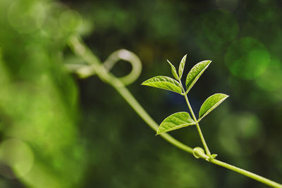 Close-up of plant