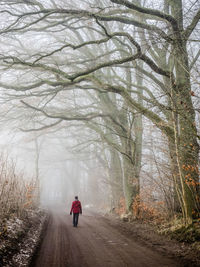 Person walking in foggy forest