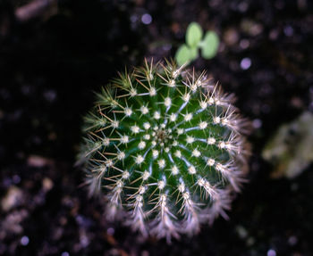 Close-up of cactus plant