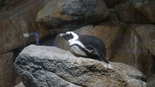 Bird perching on rock formation