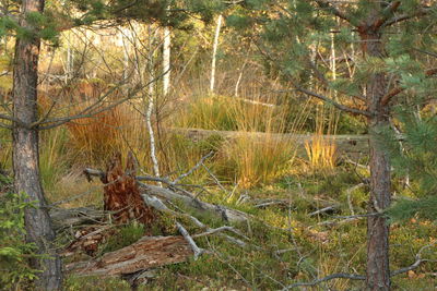 Trees in forest