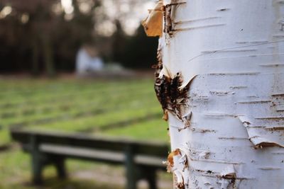 Close-up of insect on tree trunk at park