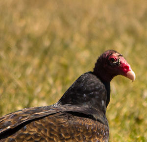 Close-up of bird perching outdoors