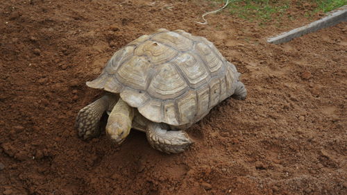 Close-up of tortoise on ground