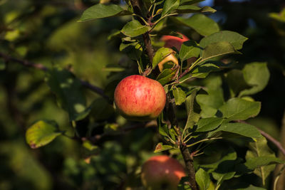 Close-up of apple on tree