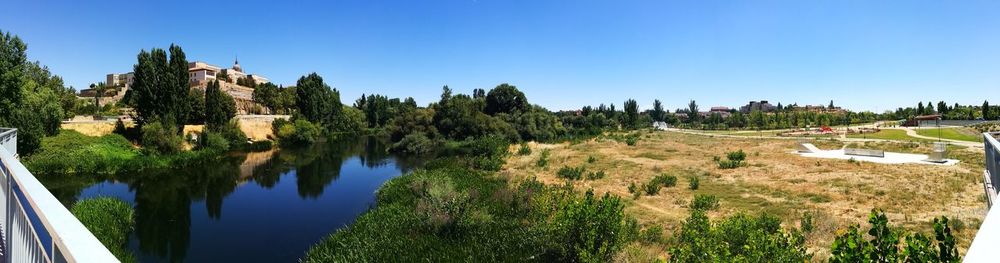 Panoramic shot of trees against clear blue sky