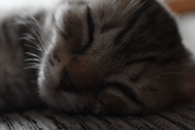 Close-up of cat sleeping