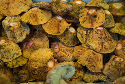 Full frame shot of yellow for sale at market