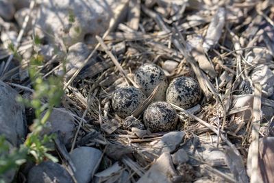 High angle view of eggs in nest on field