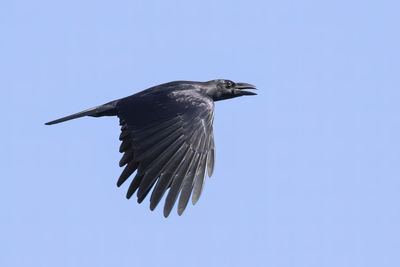 Low angle view of bird flying against clear sky