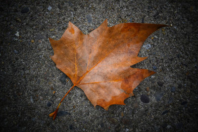 High angle view of dry maple leaf on sidewalk