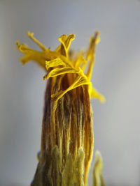 Close-up of wilted plant against white background