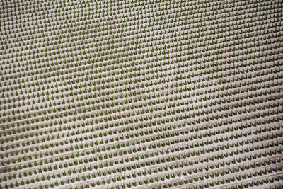 Aerial view of trees planted in rows at nursery, fraser valley, b.c.