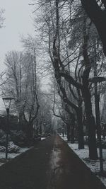 Close-up of trees against sky