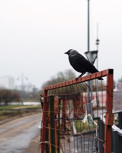 Side view of bird perching on metal against sky