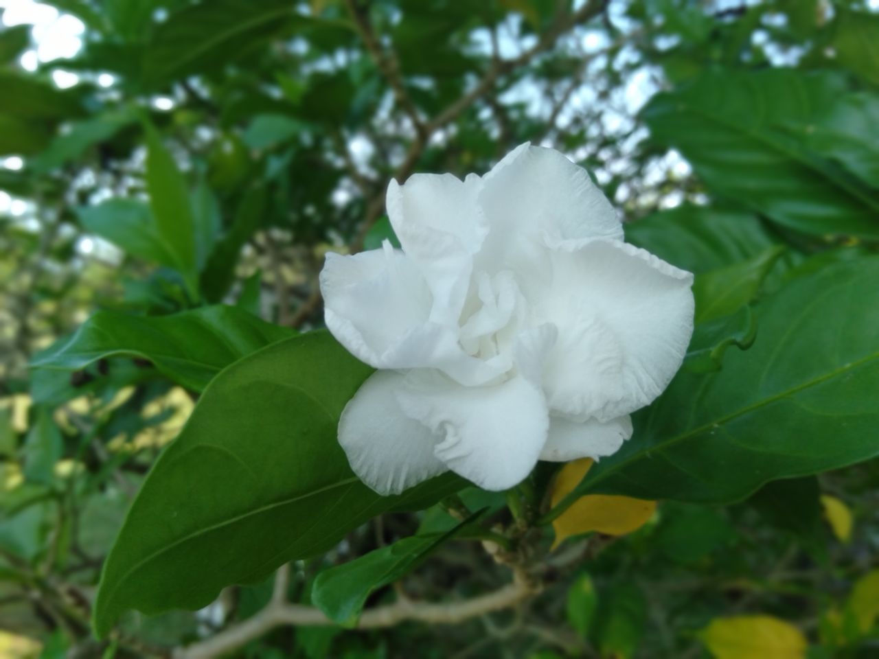 CLOSE-UP OF WHITE FLOWER WITH FRESH GREEN PLANT