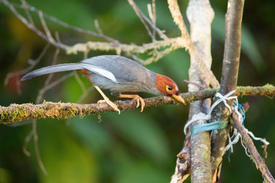 Close-up of bird perching on branch