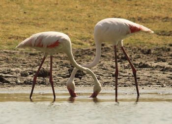 Side view of flamingoes hunting in river