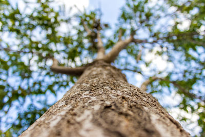 Low angle view of tree against sky