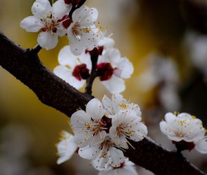 Close-up of white flowers blooming on tree