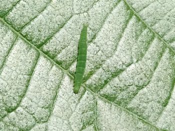 High angle view of leaf on plant