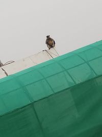 Low angle view of bird perching on wall