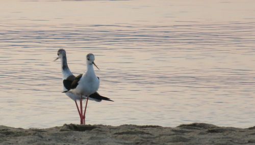 Seagulls on beach