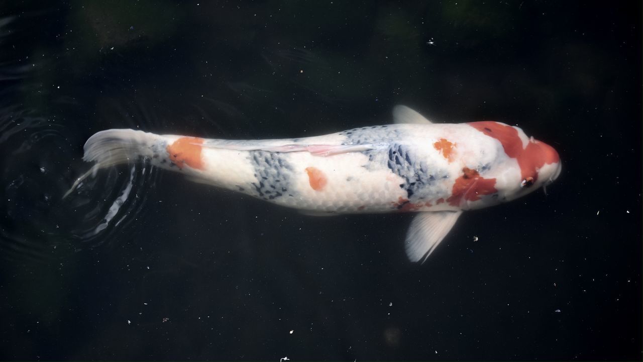 VIEW OF KOI FISH IN SEA