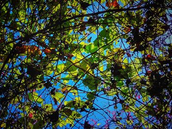 Low angle view of tree against clear sky