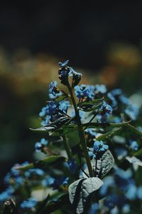 Close-up of flowering plant