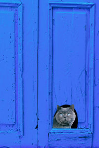 Grey cat in blue door